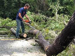 Trusted Staples, MN Tree Care Services Experts