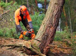 Best Tree Disease Treatment  in Staples, MN