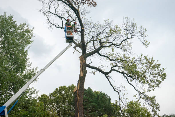 How Our Tree Care Process Works  in  Staples, MN