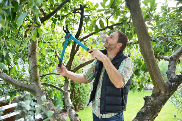 Best Tree Trimming and Pruning  in Staples, MN